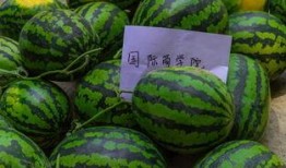 学校请学生免费吃瓜,学生免费畅享夏日清凉瓜果盛宴